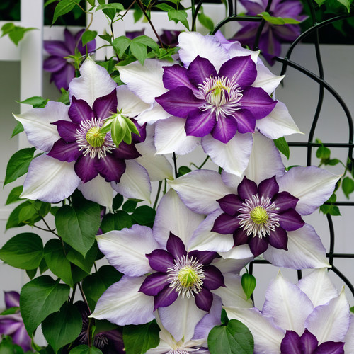 White purple clematis seeds - white,