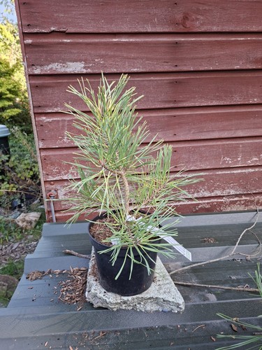 Pinus sylvestris gold coin - sylvestris,