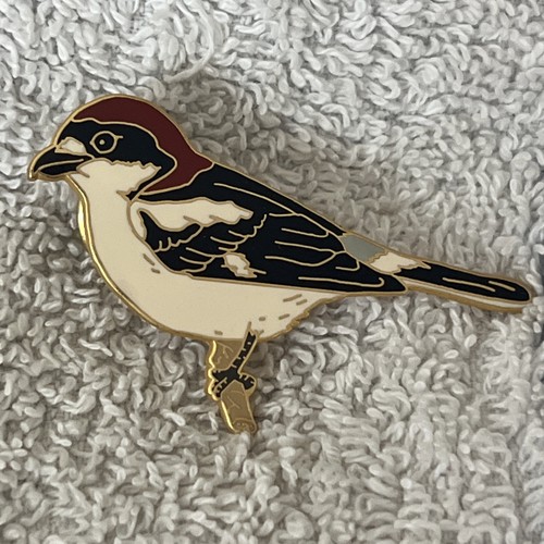 Lanius bird woodchat shrike - lanius,