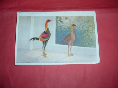 Old english game fowl - old,
