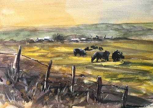 Yorkshire dales cows - yorkshire,
