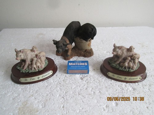 Leonardo pigs the litter - ,