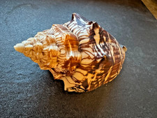 Voluta ebraea 108mm - Brazil -