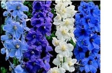 5  x    Delphinium belladonna Mixed  mini  plug plants pre order
