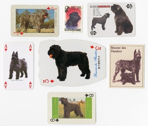 Bouvier des flandres - bouvier,