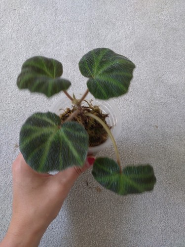 Begonia soli mutata - begonia,