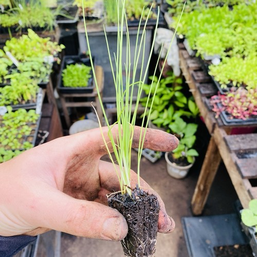 Leek musselburgh multisown - leek,