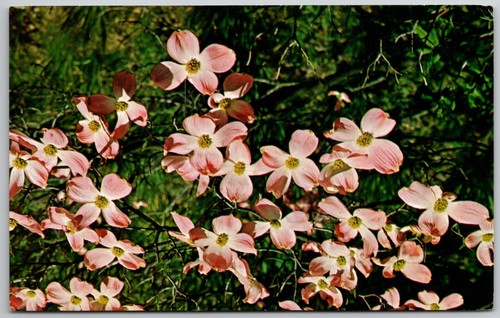 Vintage flowering pink - vintage, dogwood