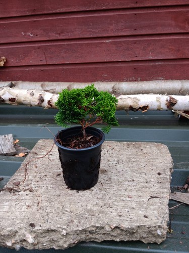 Chamaecyparis obtusa nana - chamaecyparis,