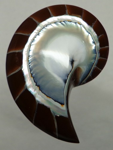Brown tiger nautilus - brown,