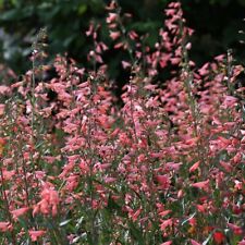 Penstemon - Twizzle Coral (Penstemon barbatus) - Kings Seeds - 20 Seeds