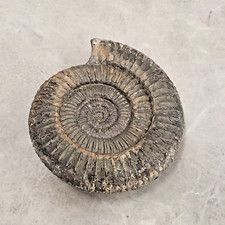 Dactylioceras Jurassic Fossil