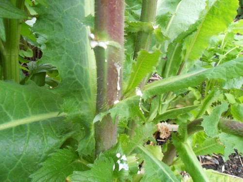 Wild lettuce lactuca virosa - 40,
