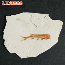 Real Fish Fossil From Western