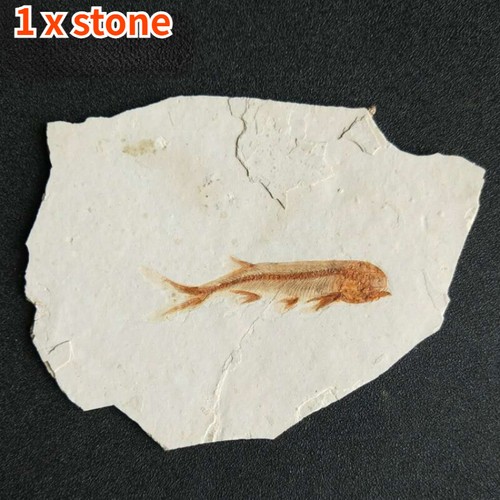 Real fish fossil - fossil, from