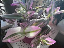 1 X  Tradescantia Nanouk