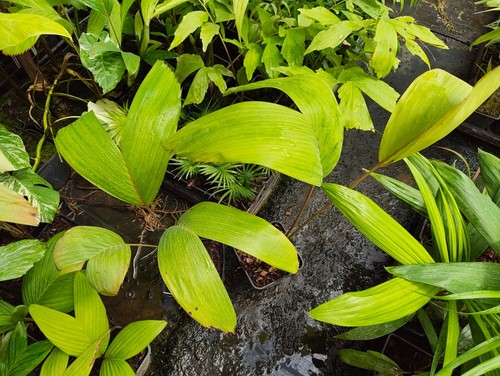 Carpentaria acuminata 14 - carpentaria, cm