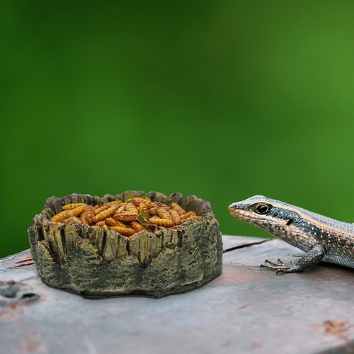 Decorative reptile dish - decorative,