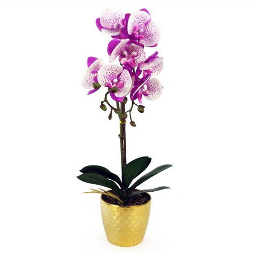 50cm phalaenopsis orchid - phalaenopsis,