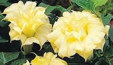 DATURA - ANGELS TRUMPETS SEEDS