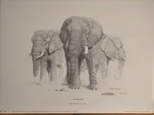 David Shepherd - Elephants