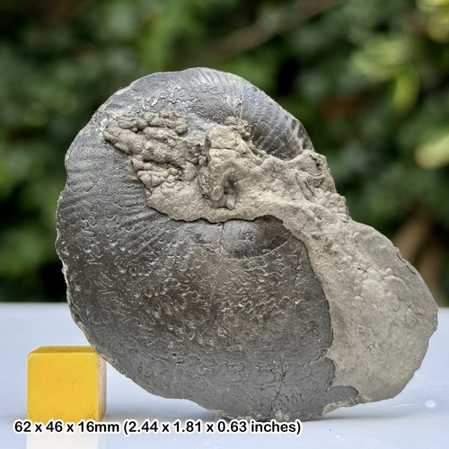 Oxynoticeras golden pyrite - oxynoticeras,