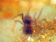 Pliocene Amber from Africa with fossil insect inclusion nice spider #128