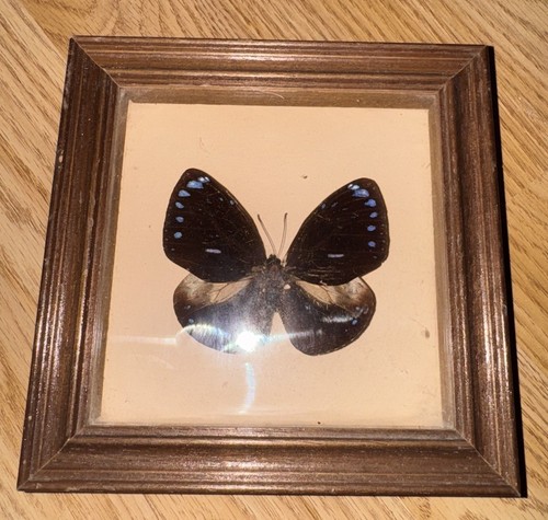 Framed great eggfly butterfly - great,