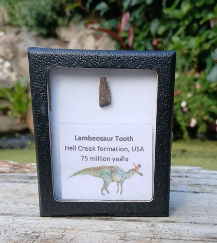 Lambeosaur dinosaur tooth - lambeosaur,