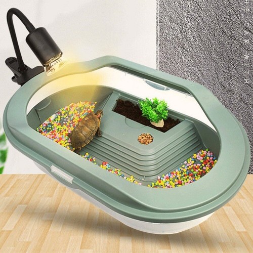 Turtle reptile habitat - reptile,