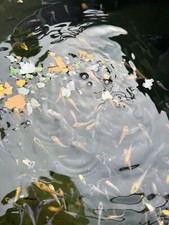 Fish Flake Food Premium