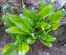 HART'S TONGUE FERN  PLANTS X 2