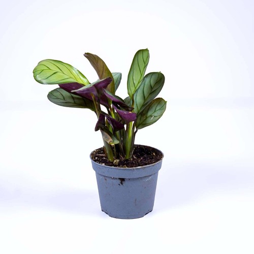 Prayer plant maranta - plant,
