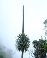 LOBELIA STUHLMANNII - 10 x