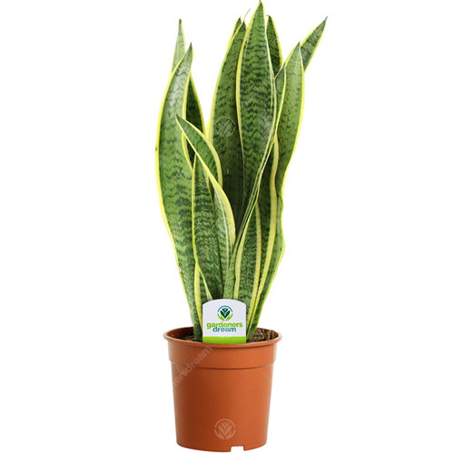 Sansevieria laurentii 1 - -,