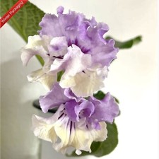 Streptocarpus