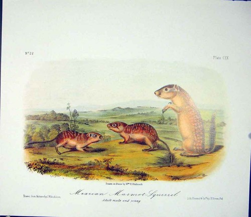 Original old antique print - old,