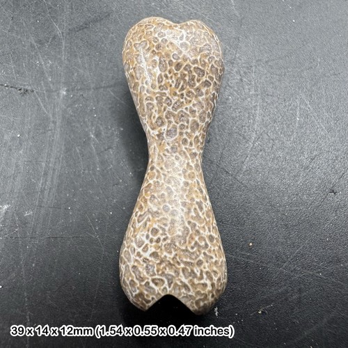 Fossil dinosaur bone - dinosaur,