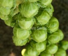 150x Brussel Sprout Brilliant Seeds - vegetable