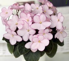Miniature African Violet