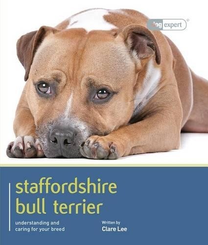 Staffordshire bull terrier - bull,