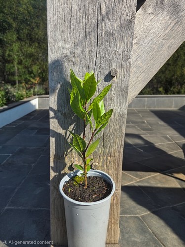 Bay tree litre pots - tree, 1