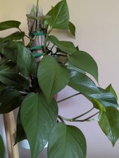 Golden Pothos (Epipremnum Aureum), Two cuttings,  c. 25 cm, rare wide leaves