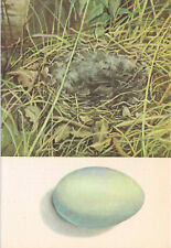 Mallard Duck Bird Eggs and Nest Print Picture Small Vintage 1971 EGG#59
