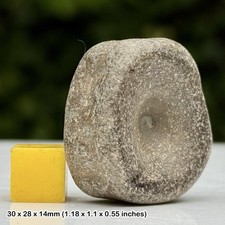 Ichthyosaur Vertebra Fossil