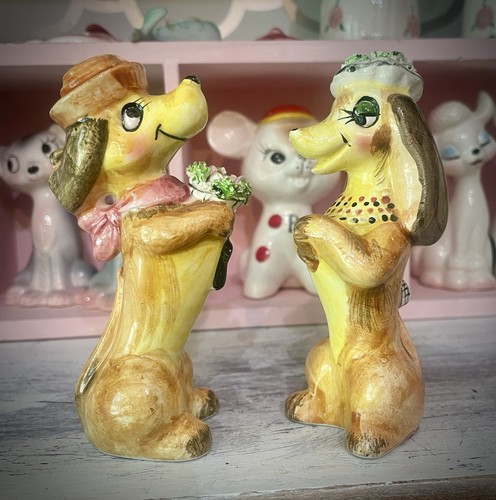 Rare dachshund dog - couple, salt