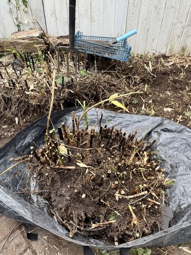 Mature phyllostachys nigra - mature,
