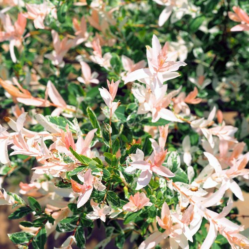 Salix flamingo bush 12cm - salix,