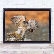 Goshawk Sun Wildlife Nature