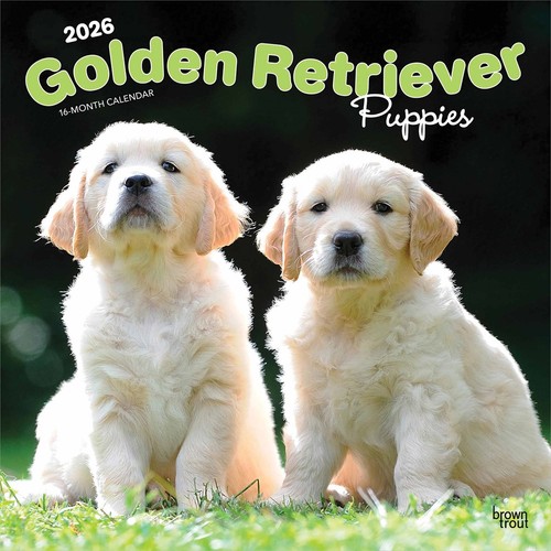 Golden retriever puppies - golden,